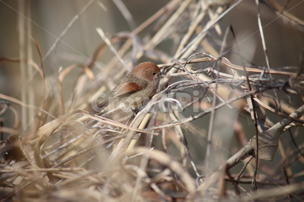 little bird,red hair sunken eyes,bird,animal,Concave eyes,paradoxorniswebbianus