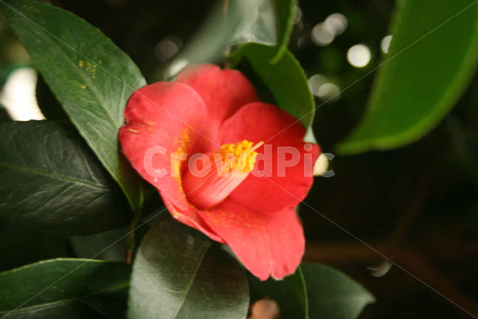 동백꽃,식물,flower,plants,nature,꽃,꽃봉오리,식물,자연,plants,nature,꽃,flower