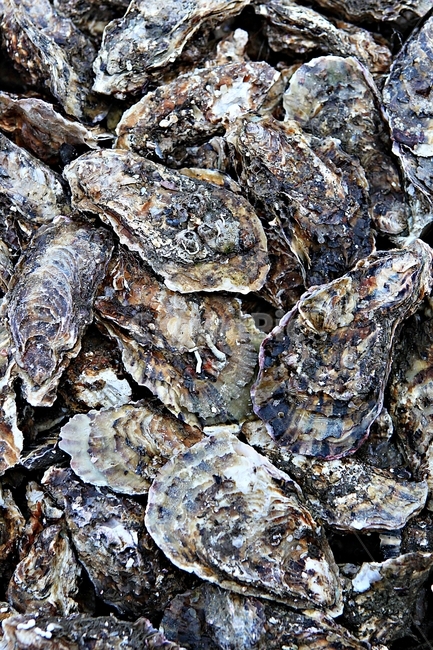 굴,조개,먹거리,음식,자연,음식,식재료,요리,food,cook,meal,dishes,food reserves,수산물,해산물,fishery products,seafood