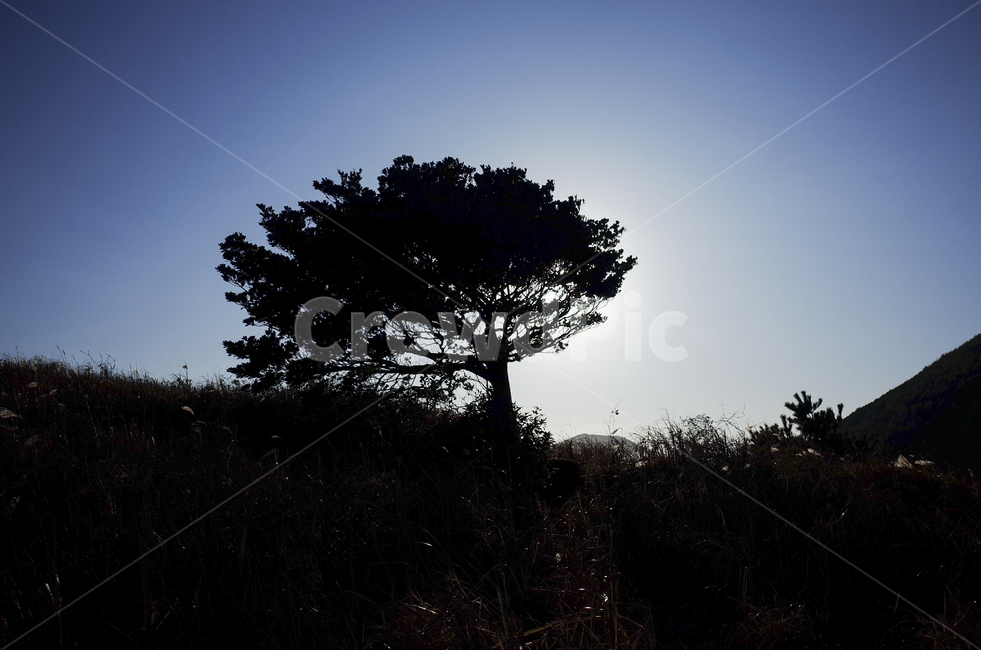 outdoors,옥외,landscape,경치,nature,자연,scenery,풍경,hill,언덕,plant,식물,tree,나무