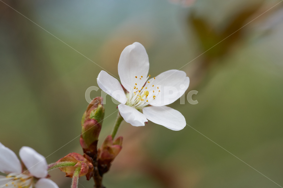 벚꽃,나무,tree,접사,매크로,white,flower,식물,자연,plants,nature,꽃,flower