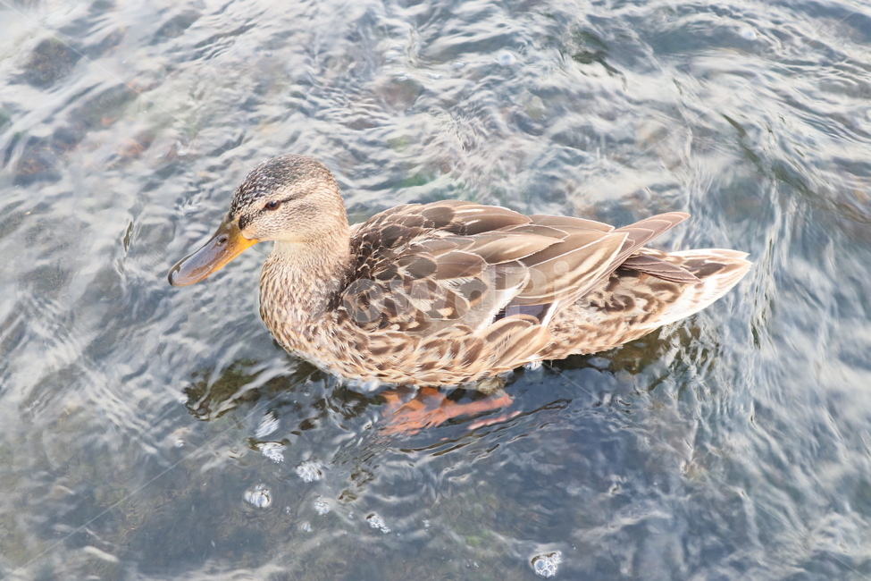 오리,조류,동물,duck,깃털