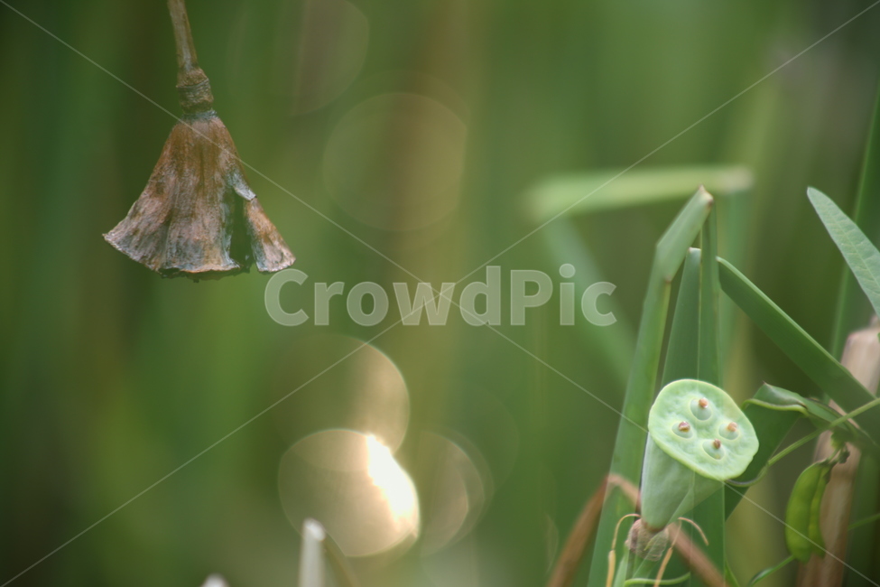 인연,연밥,생명,영원회귀,고요,정적,식물,자연,plants,nature
