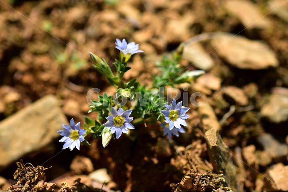구슬붕이,야생화,꽃,식물,자연,생태,플라워,flower,plants,nature,식물,자연,plants,nature,꽃,flower