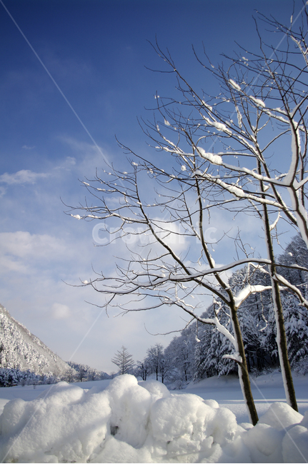 겨울,눈,설경,풍경,나무,하늘,겨울,계절,winter,season