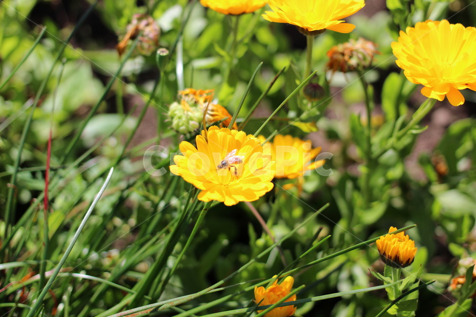 꽃,봄,하늘,오름,제주,봄,계절,spring,season,식물,자연,plants,nature,꽃,flower,plant