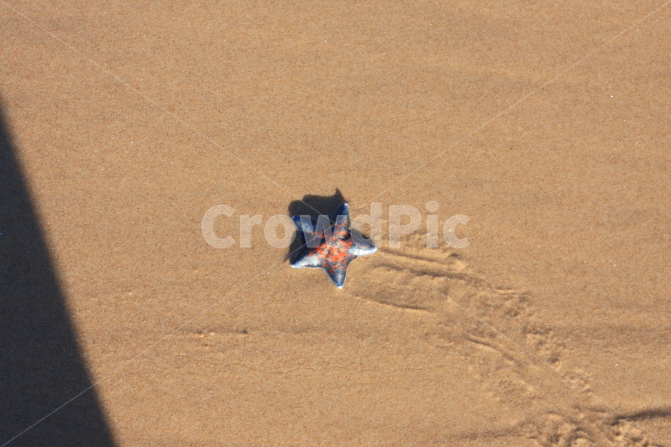 불가사리,바다,모래,파도,동물,생물,바닷가,갯벌,해변,바다,beach,sea