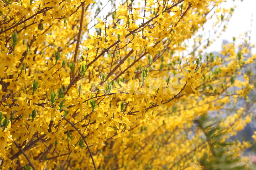 개나리,꽃,봄,노란꽃,노란색,yellow,개나리꽃,forsythia,꽃놀이,season,spring,tree,나무,식물,plant,blossom