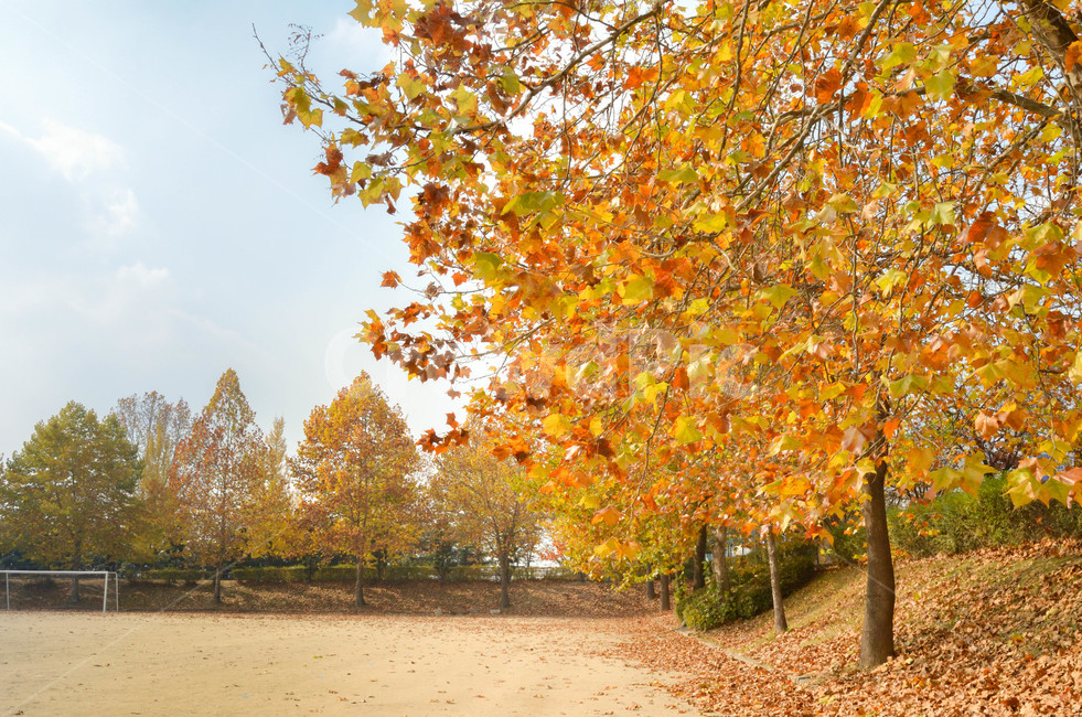 가을,단풍,단풍잎,낙엽,노란색,가을,계절,fall,autumn,season,자연,풍경,nature,landscape,tree,나무,plant,식물,maple