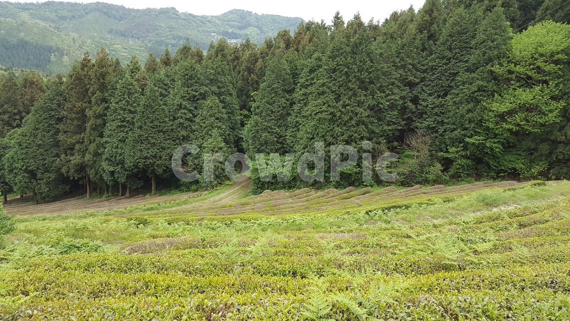 봄,식물,새싹,연두색,녹차밭,풍경,자연,자연,풍경,nature,landscape,tree,나무,plant,fir,전나무,field,들,outdoors,옥외,grassland,목초지