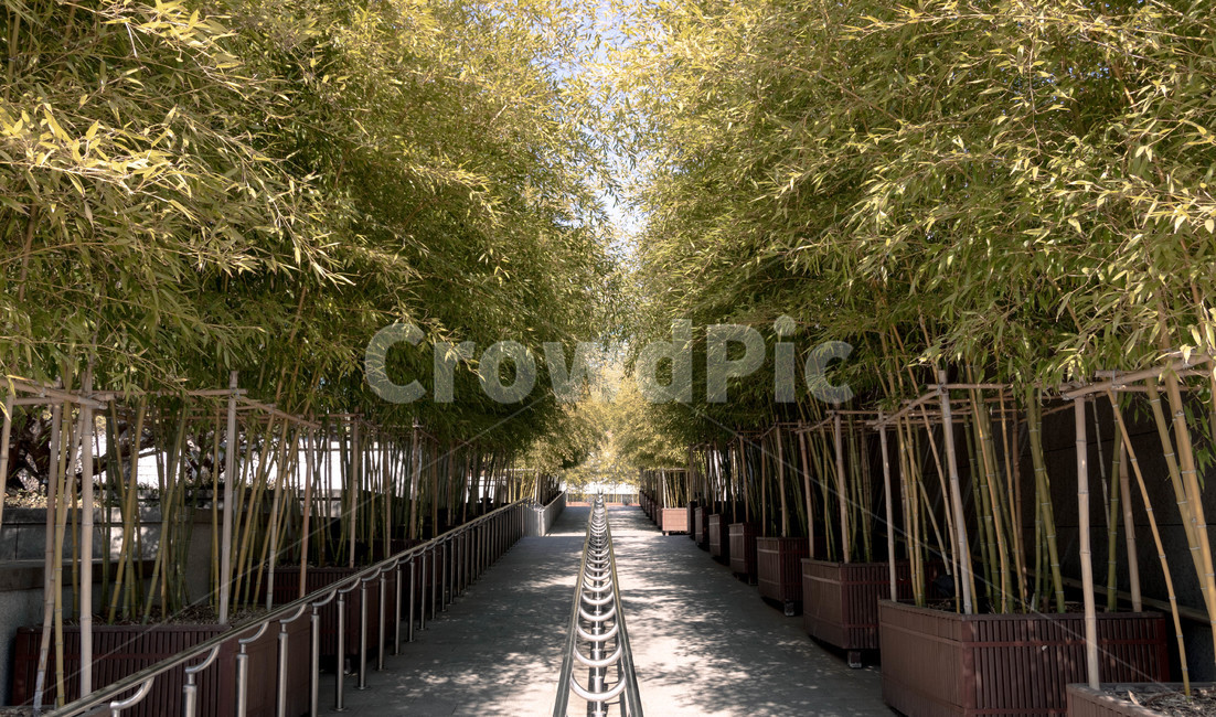 대나무,나무,대나무숲,용산전쟁기념관,나무숲,bamboo,tree,green,yongsan,서울,seoul,warmemorial