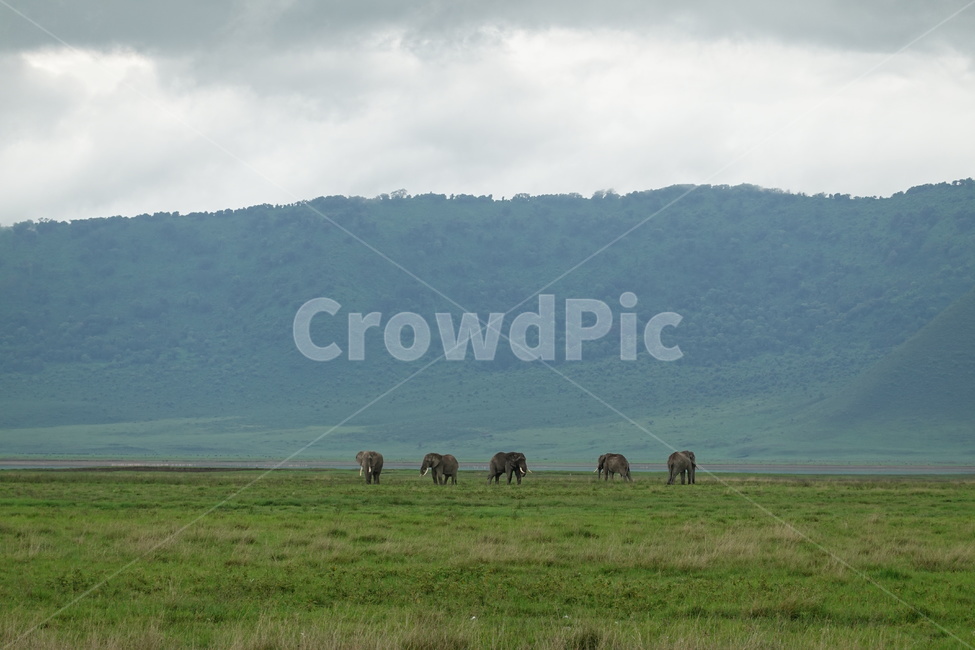 nature,자연,목초지,grassland,들,field,코끼리,elephant,동물,animal,포유류,mammal