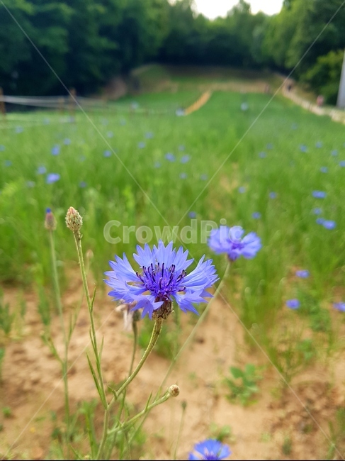 꽃,장미,5월,배경,터널,싱그러움봄