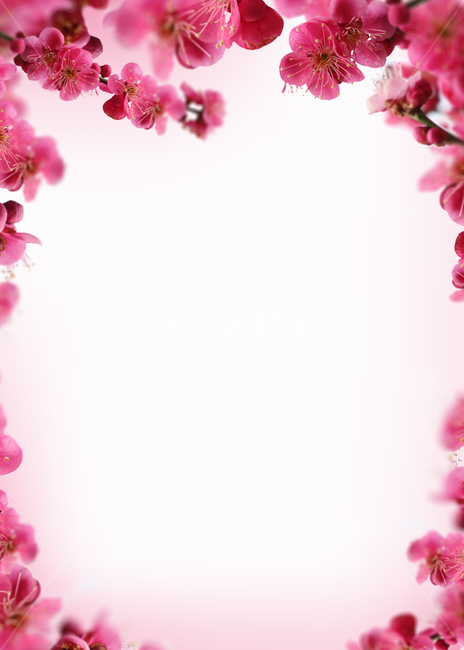 꽃,봄,프레임,백그라운드,배경이미지,식물,내츄럴,꽃송이,매화,홍매화,핑크,분홍