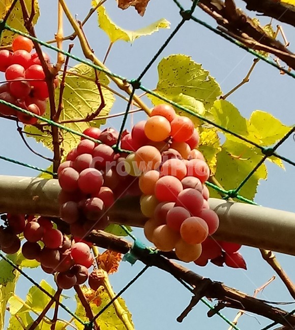식물,plant,열매,포도,과일,과일,열매,fruit