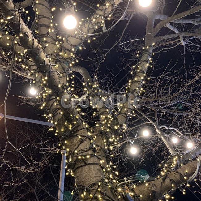 light,lighting,빛,조명,트리