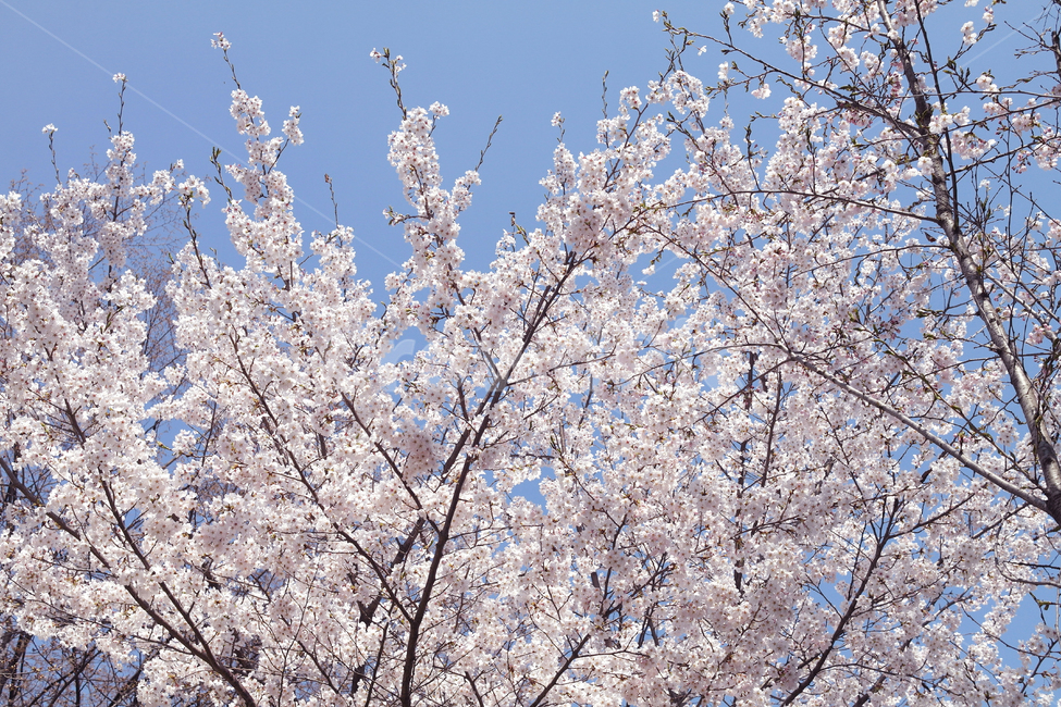 벚꽃,나무,꽃,식물,봄,자연,식물,자연,plants,nature,꽃,flower