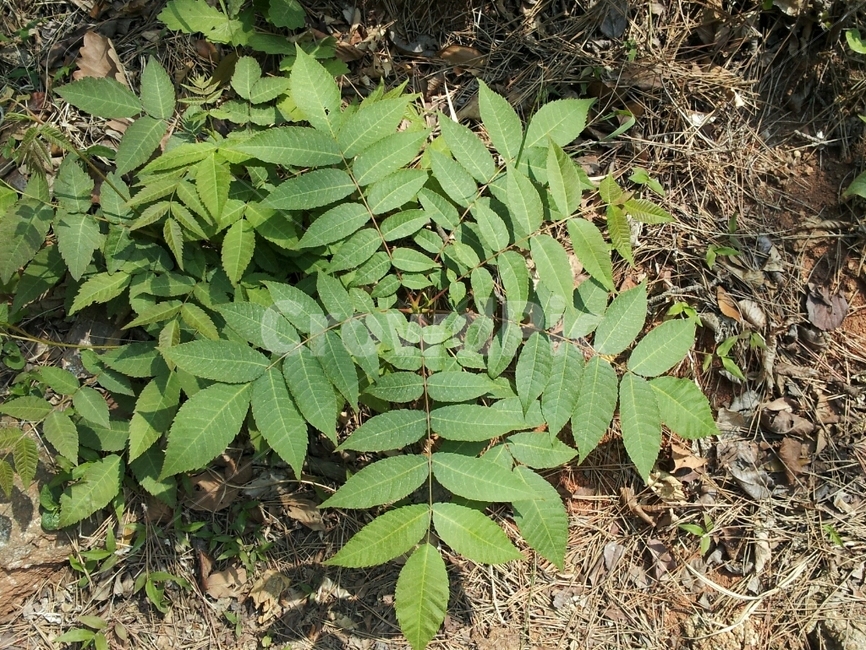 자연,식물,초록,산,잎,식물,자연,plants,nature