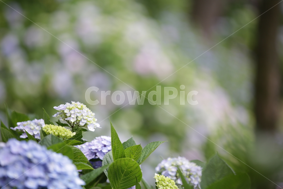 수국,Bigleafhydrangea,쌍떡잎식물,장미목,낙엽관목,수국꽃,식물,자연,plants,nature,꽃,flower,식물,자연,plants,nature,꽃,flower