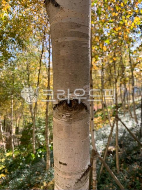 자작나무,나무,나무무늬,눈동자무늬,자연,나무표면,식물,plant,tree