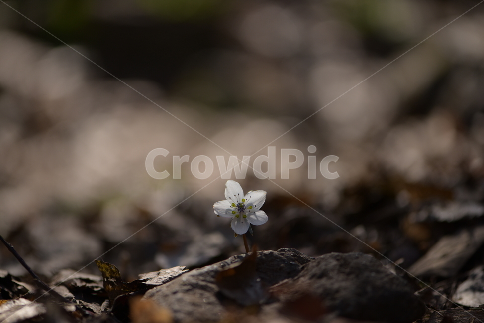 수리산,꽃,변산바람꽃,식물,flower