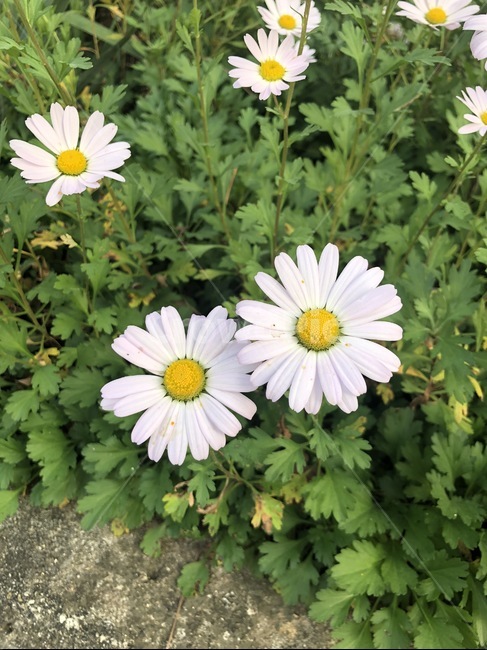 꽃,들꽃,야생화,자연,flower,spring,풀,꽃잎,봄