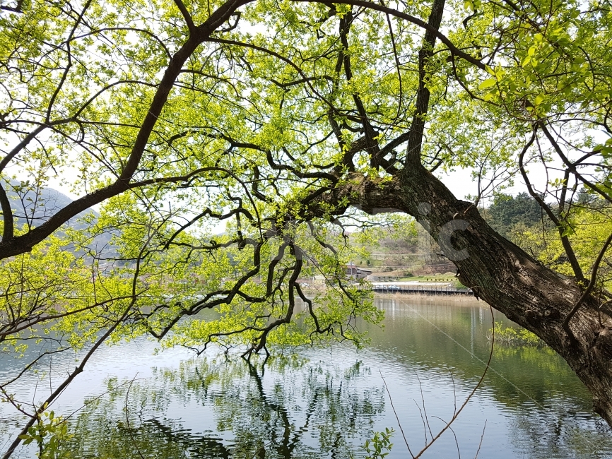 반영,반곡지,큰나무,수중나무,수중식믈,나무,아름드리,수양버들,자연,풍경,nature,landscape,식물,plants,tree,plant,tree trunk,나무 줄기