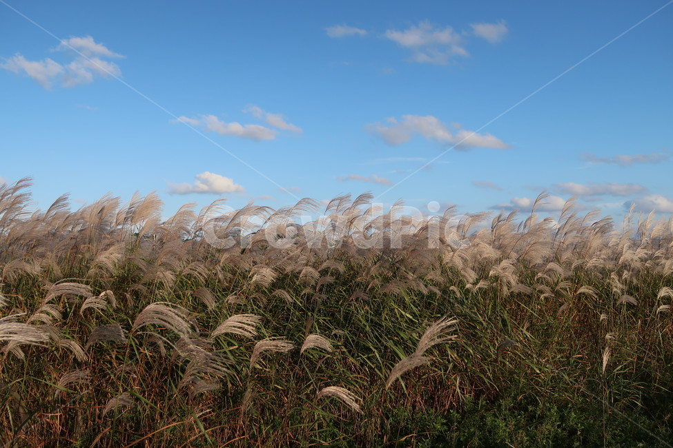 가을,갈대,fall,reed,하늘,sky,풍경,계절,가을,계절,fall,autumn,season,자연,풍경,nature,landscape,plant,식물,grass,잔디,lawn