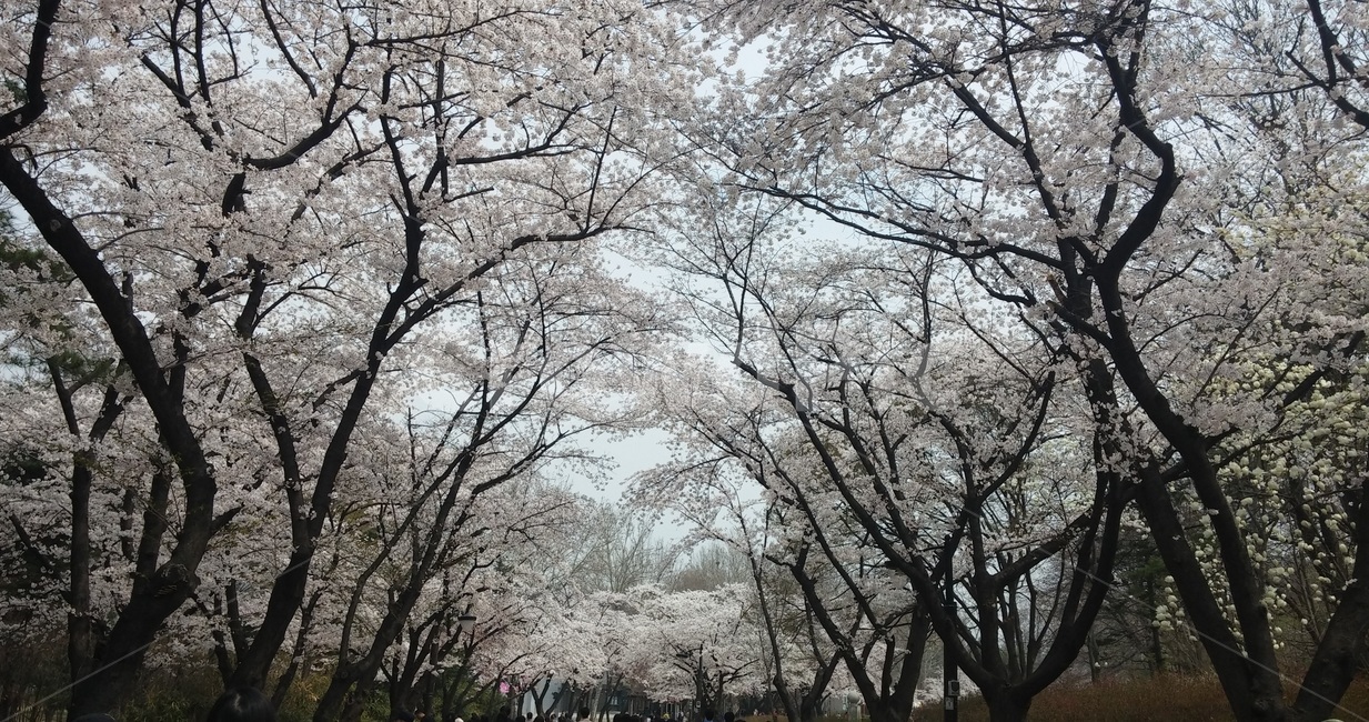 어린이대공원,벚꽃길,벚꽃나무,벚꽃,벚꽃터널