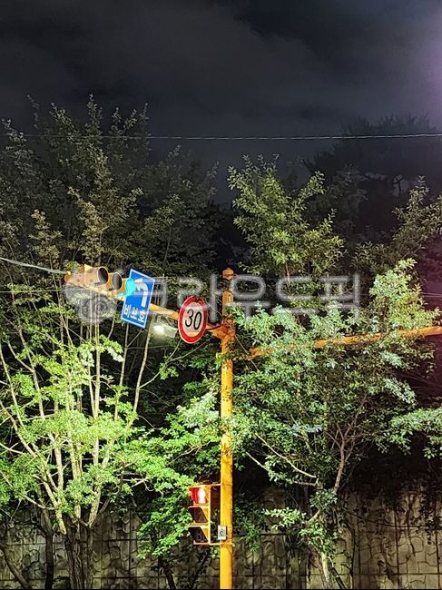 symbol,light,tree,sign,vegetation,Traffic Light