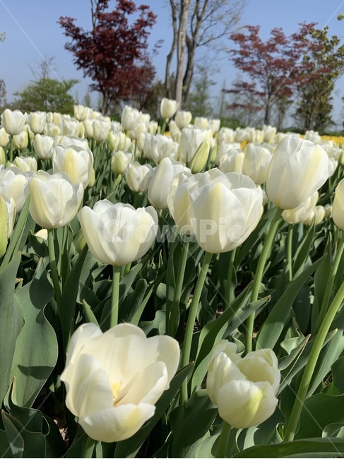 튤립,봄,꽃,4월,꽃한송이