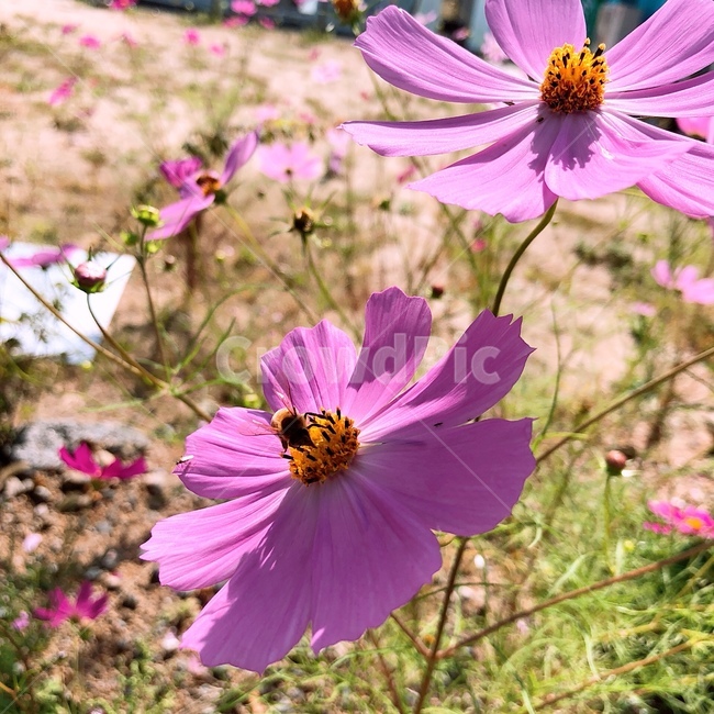 가을,봄,코스모스,꽃,두송이,벌,꿀,핑크색,핑크,보라색,보라,풀,plant,식물,분홍코스모스,핑크코스모스