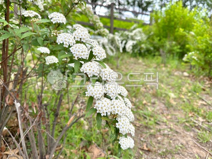 공조팝나무,조팝나무,봄꽃,공조팝,쌍떡잎식물,flower,봄,자연,spiraeacantoniensis