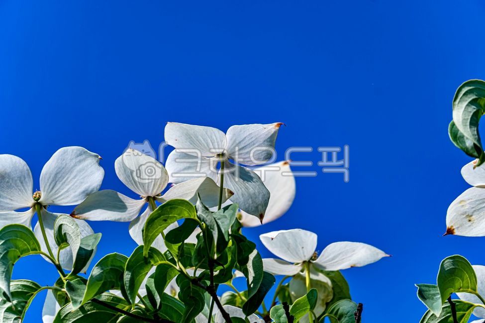 dogwood flower,nature,dogwood tree,intoxicant,cornuskousa,flower,spring flowers,spring,plants,plant