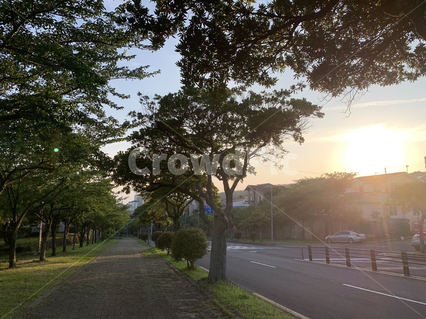 빛,light,도로,옥외,outdoors,나무,tree,도시,풍경,city,landscape,flare,플레어,asphalt,아스팔트,road