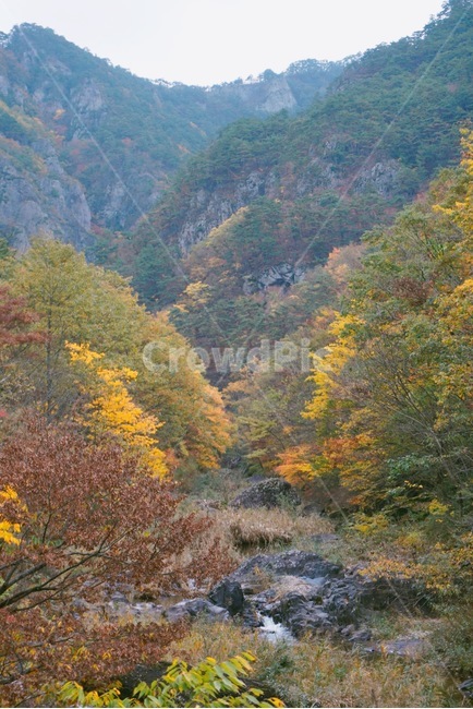 주왕산,가을,단풍,풍경,자연,가을,계절,fall,autumn,season,nature,outdoors,옥외,plant,식물,tree,나무,fir,전나무,water,물