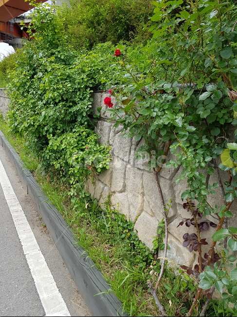 담쟁이,꽃,풀,나무,자연,식물,자연,plants,nature