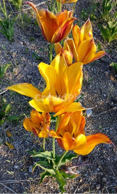 튤립,tulip,백합과,식물,꽃,구근초,여러해살이화초,식물,자연,plants,nature,꽃,flower