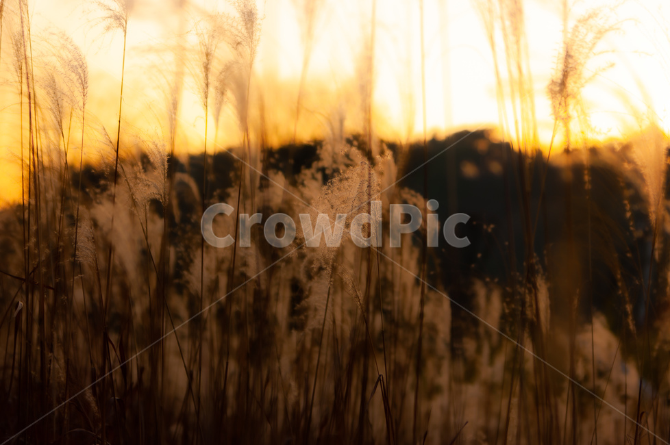 plant,식물,reed,갈대,햇살,자연,공원,가을,계절,fall,autumn,season