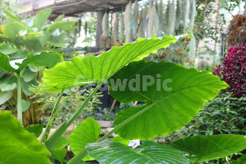 Cheonnam and,nature,vegetable,Botanical garden,Seoul Botanical Garden,Toryeon,Nancy Revenge,plant,Lets go,tropical plants,taro