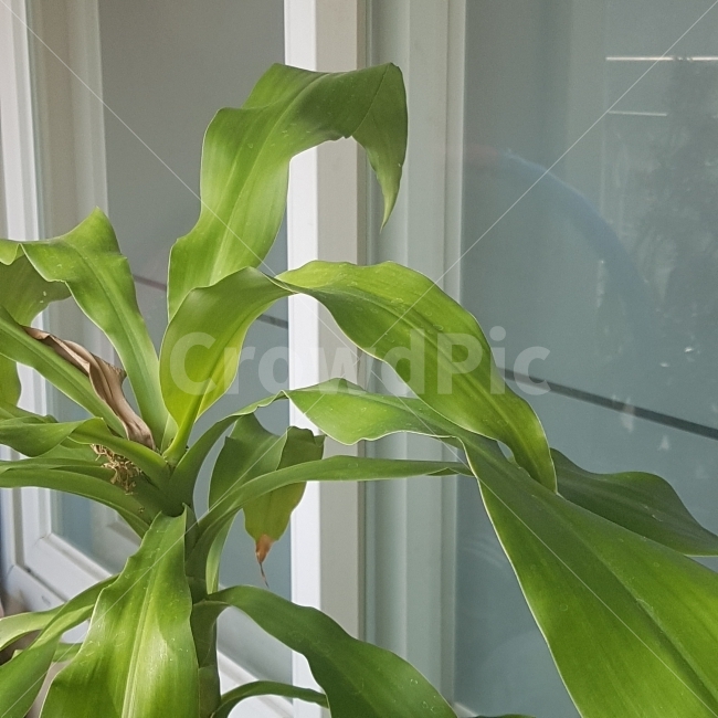 식물,초록,창문,베란다,깨끗함,청량감,여름,잎,줄기,집,plant,green,clean,summer,house,home,식물,자연,plants,nature