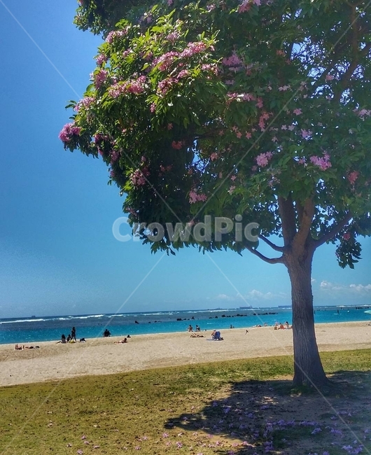 tree,나무,plant,식물,꽃나무,하와이,바다,모래사장,hawaii,여름,summer,자연,풍경,nature,landscape