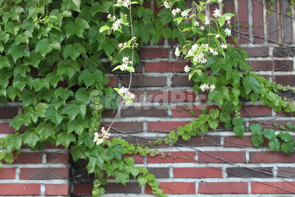 꽃,담쟁이꽃,담쟁이,담벼락,봄꽃,담쟁이덩굴,벽돌벽,흰색꽃,넝쿨식물,아이비,녹색잎,옛건물,자연미,도시풍경,외벽장식,풍경사진,감성사진,배경이미지,장식용식물,정원,녹색식물,빈티지,건물외벽,감각적,여행스팟,휴식,힐링,잔잔함,싱그러움,아웃도어,자연과건축,한국풍경,사진소품,감성,자연광,청량감,골목길,예스러움,테라피,도시경관