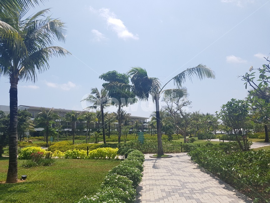 여름,리조트,야자수길,야자수,정원,하늘,나무,garden,arbour,summer,outdoors,flagstone