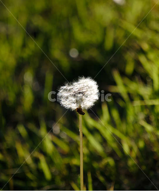 민들레,민들레홀씨,taraxacumplatycarpum,잔디,grass,plant,식물,자연,plants,nature