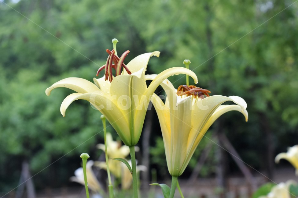 나리꽃,자연,봄,정원,식물,아름다움,식물,자연,plants,nature,꽃,flower