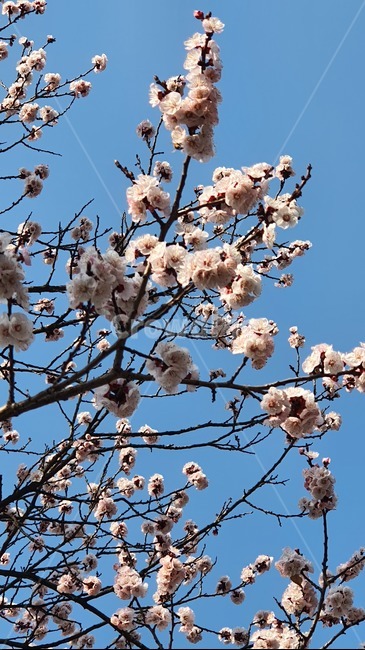 살구나무,살구,살구꽃,하늘,나무,봄,봄꽃