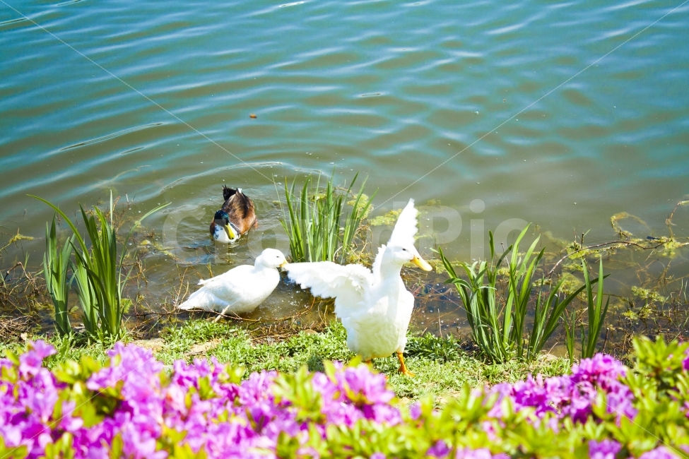 오리,호수,평화,흰색,봄,생기,동물,animal,조류,새,birds
