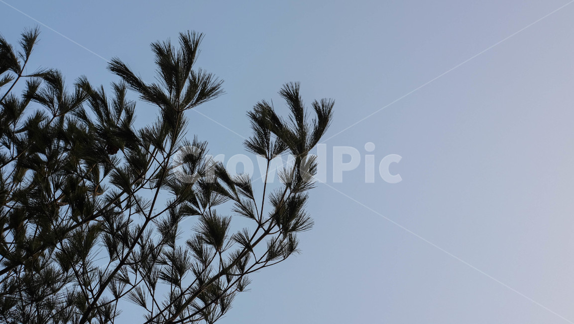 나무,하늘,식물,소나무,솔잎,해질녘,tree,plant,leaf,sky,dawn
