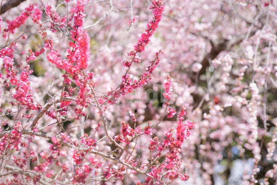 봄,꽃,매화꽃,자연,식물,나무,핑크,따뜻함,붉은색,계절,nature,spring,season,tree,pink,flower,red,봄,계절,spring,season,꽃,flower,plant,blossom